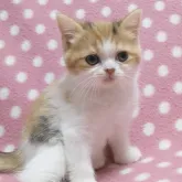 スコティッシュフォールド(立ち耳)【愛知県・女の子・2022年9月27日・ブラウンパッチドタビーホワイト】の写真2「11/17撮影」