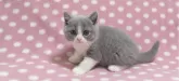 ブリティッシュショートヘア【愛知県・男の子・2024年6月17日・ブルーホワイト】の写真2