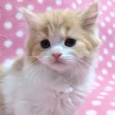 スコティッシュフォールド(立ち耳)【愛知県・女の子・2024年6月25日・レッドタビーホワイト】の写真2