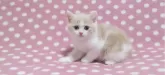 マンチカン(長足)【愛知県・男の子・2024年5月29日・】の写真2