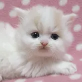 スコティッシュフォールド(立ち耳)【愛知県・男の子・2022年11月23日・クリームホワイト】の写真3「12/29撮影」