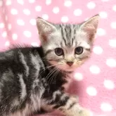 アメリカンショートヘア【愛知県・女の子・2024年8月19日・シルバータビー】の写真3