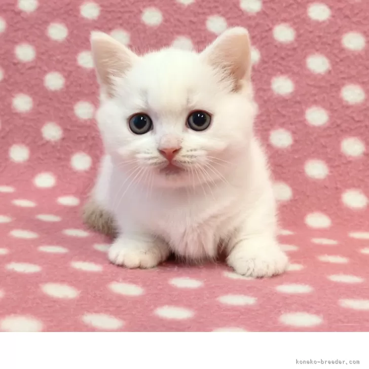 マンチカン(短足)【愛知県・男の子・2025年10月23日・クリームホワイト】の写真1