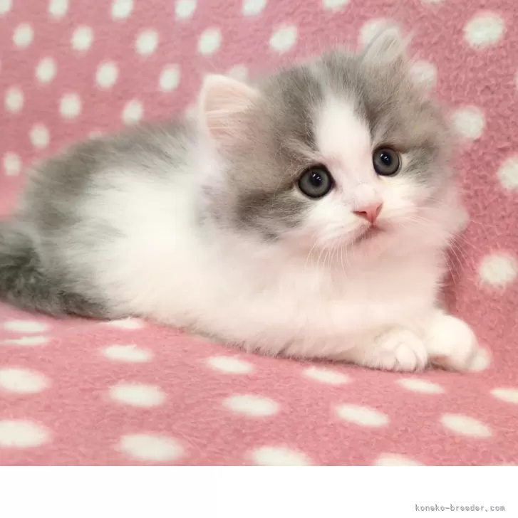 ミヌエット(短足)【愛知県・男の子・2025年9月3日・ブルーホワイト】の写真1