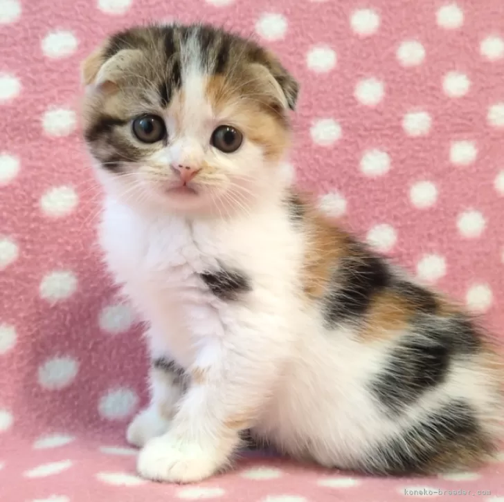 ID:2504-00015の子猫