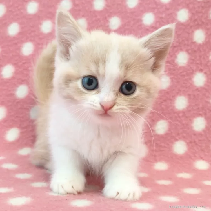 ID:2412-02468の子猫