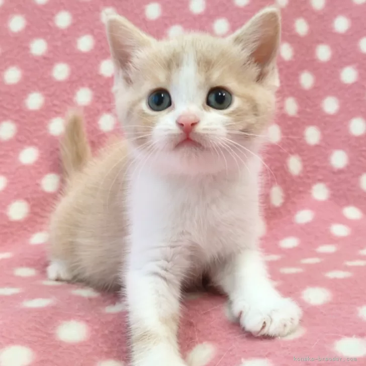 ID:2412-02471の子猫