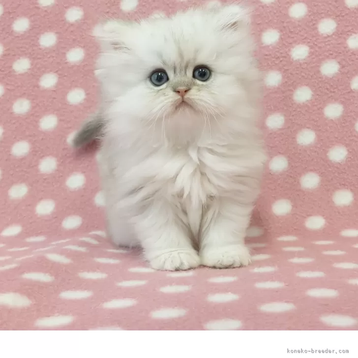 ID:2505-01645の子猫