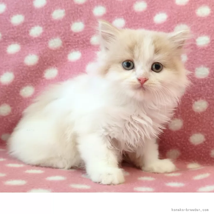 ID:2509-00095の子猫