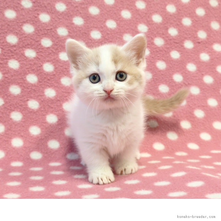 ブリーダー画像