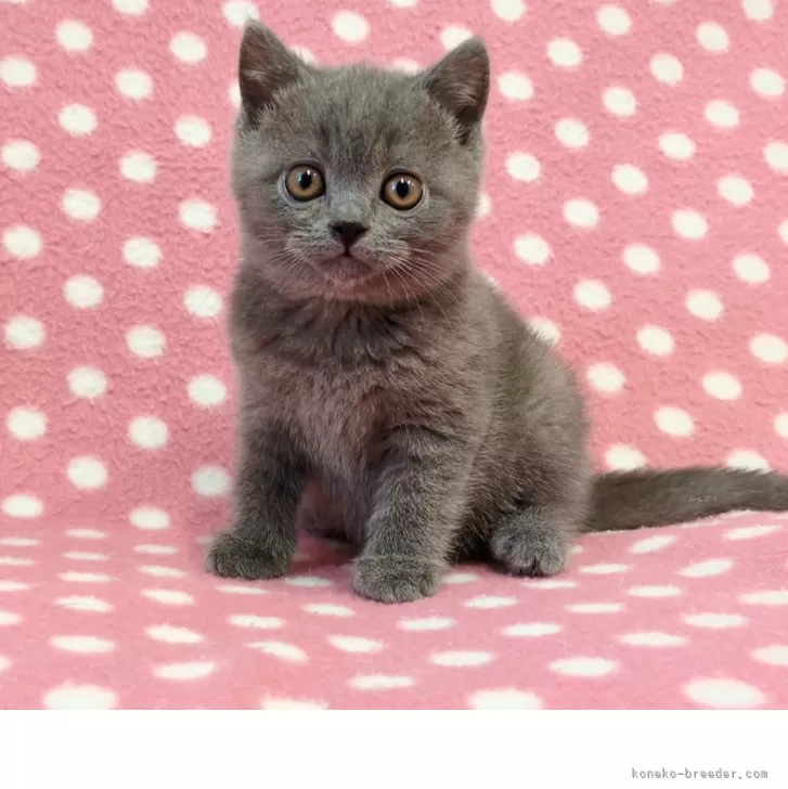 ID：2509-00389の子猫