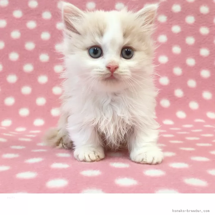 ID:2509-02955の子猫