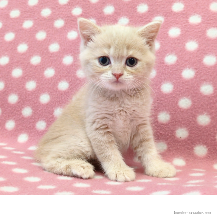 アッシュローズ、短毛シュシュ、わんちゃん猫ちゃん用 マンチカン(長足)【愛知県・女の子・2025年8月13日・クリーム