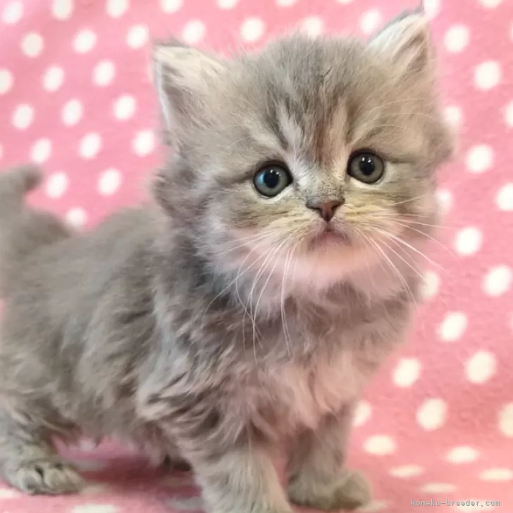 ID：2412-02464の子猫