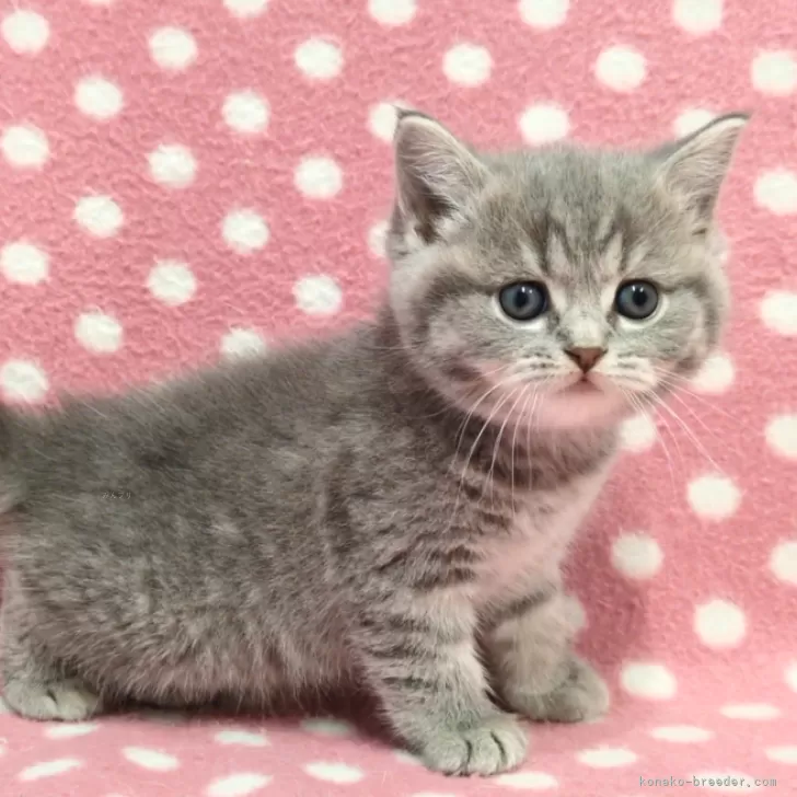 ID:2412-02569の子猫