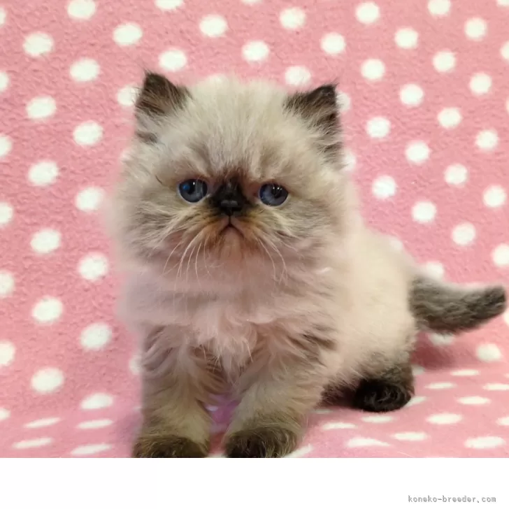 ID：2512-00531の子猫