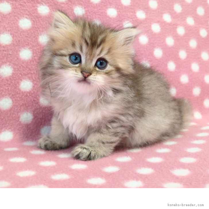 ブリーダー画像