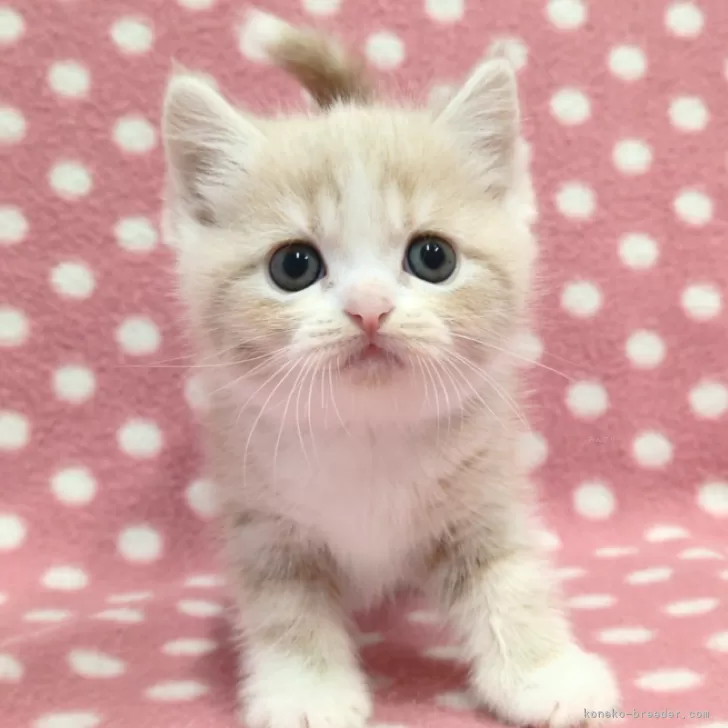 Y.S 様のお迎えした子猫