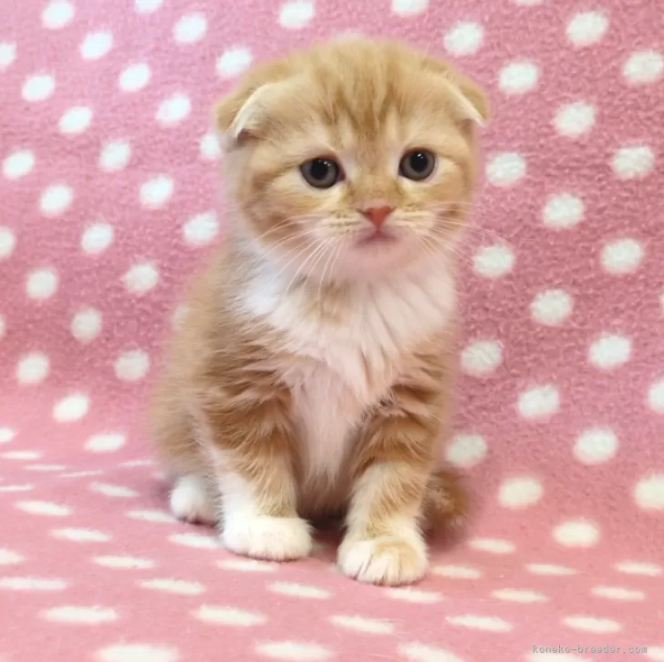 ID：2504-00016の子猫