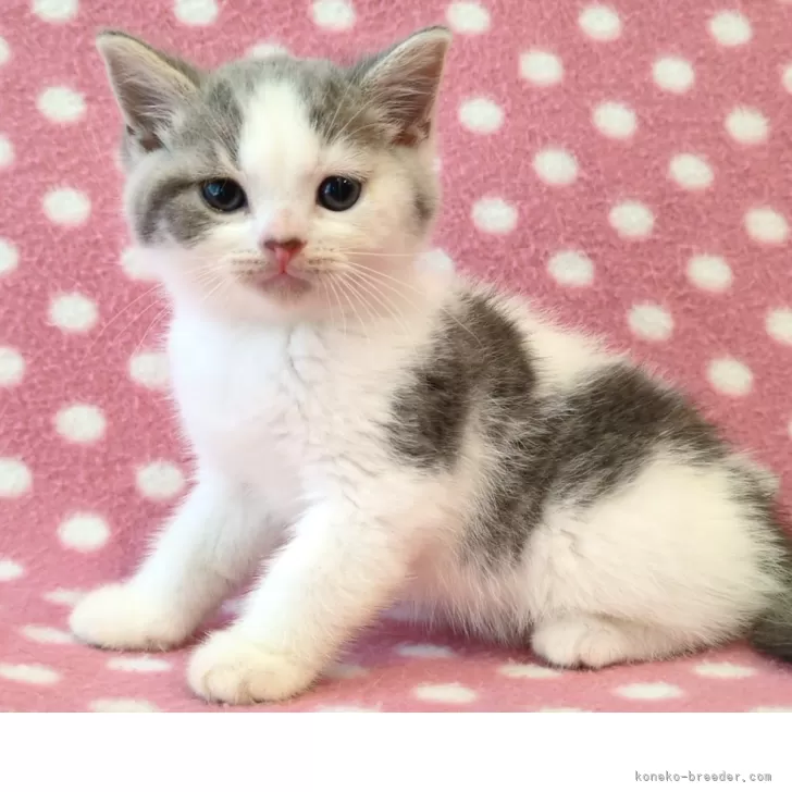 ID：2506-01923の子猫