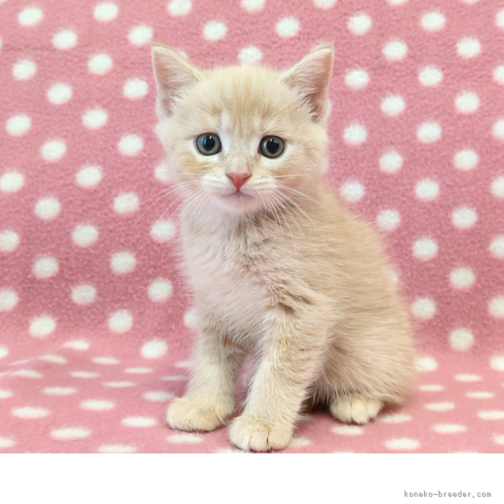 マンチカン(長足)【愛知県・男の子・2025年8月13日・クリーム