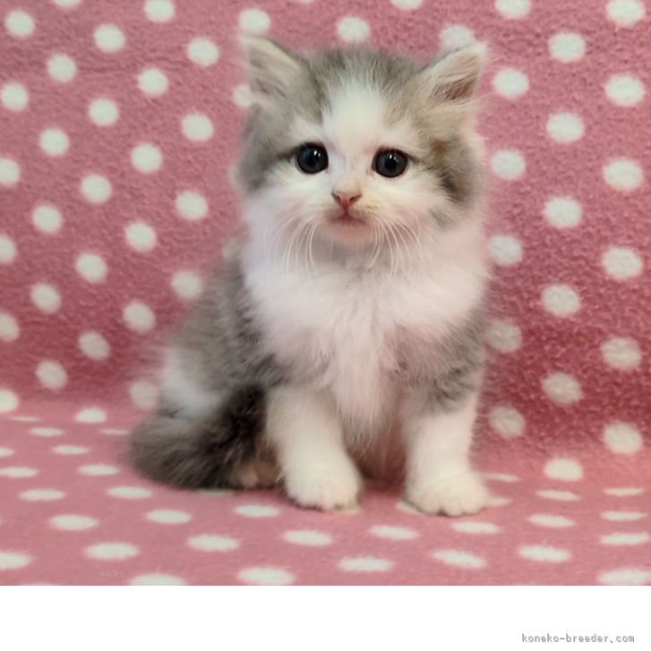 ブリーダー画像