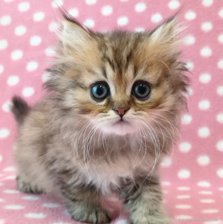 ID:2501-02592の子猫