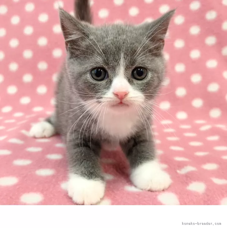J.K 様のお迎えした子猫