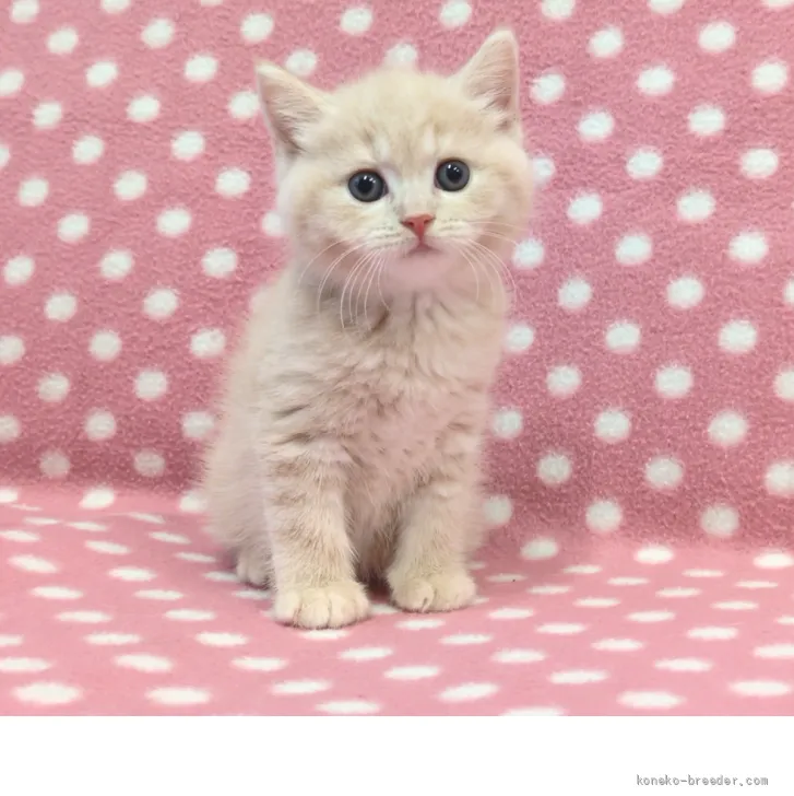ID：2608-51860の子猫