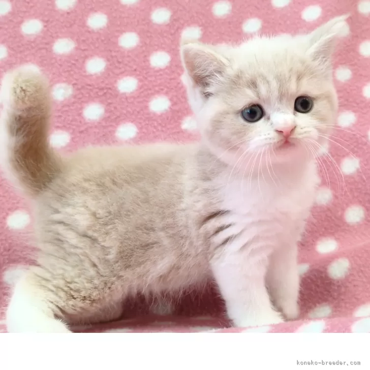 ID:2508-03086の子猫
