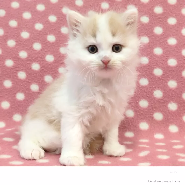 マンチカン(長足)【愛知県・男の子・2025年10月11日・クリームタビーホワイト】の写真1