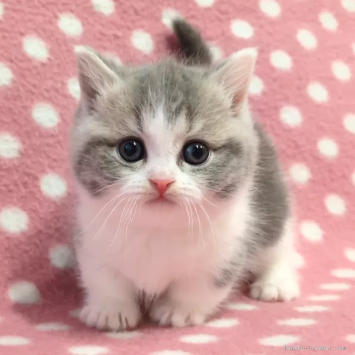 ID：2503-00273の子猫