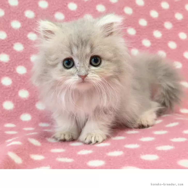 ID:2507-03348の子猫