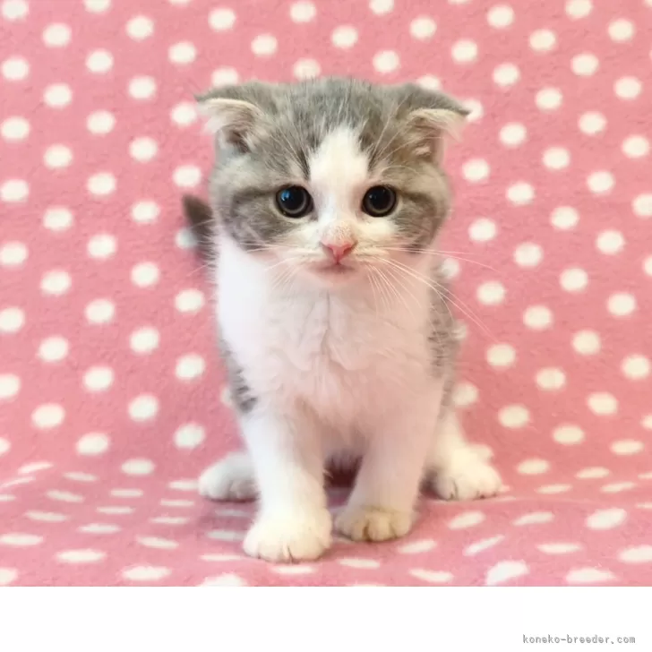 ID:2506-03574の子猫