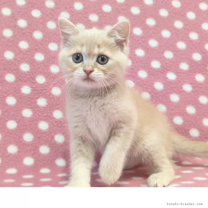 ID：2509-02959の子猫