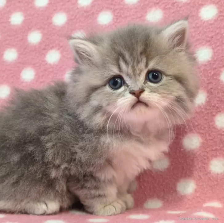 ID:2503-02130の子猫
