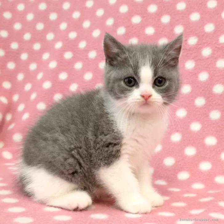 ID：2509-00009の子猫