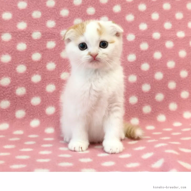 ID：2505-03326の子猫