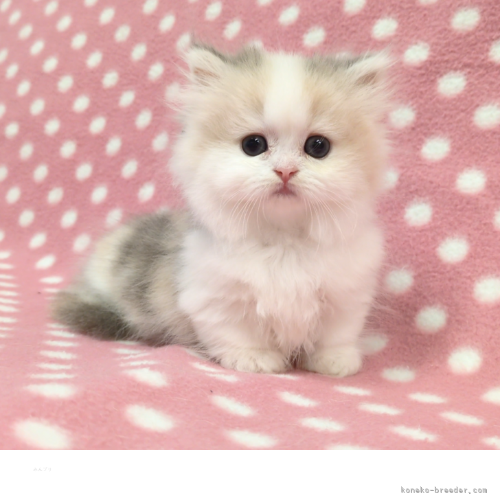 ブリーダー画像