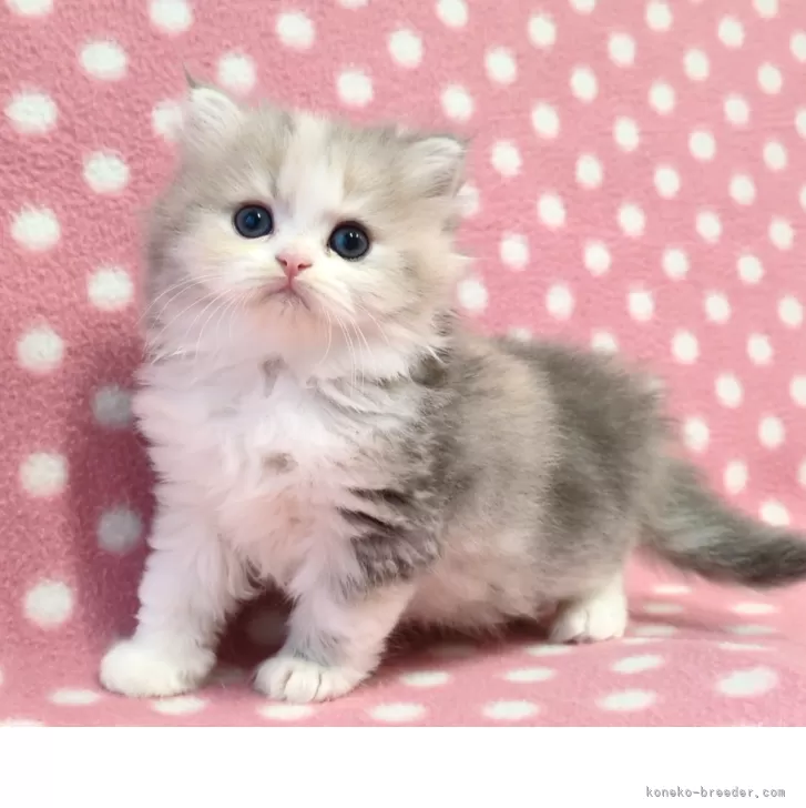 S.K 様のお迎えした子猫