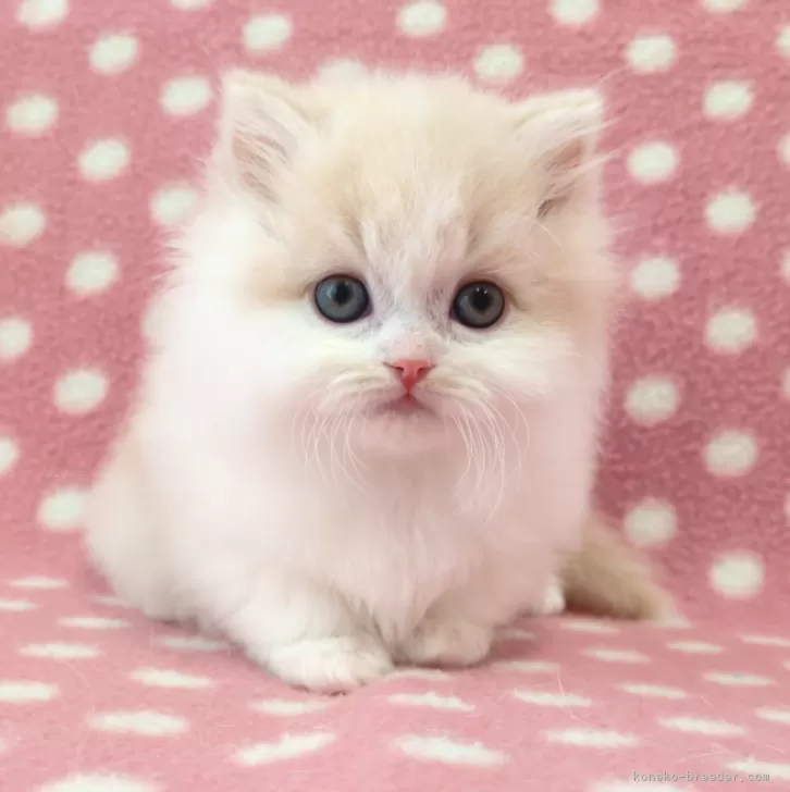 ID:2502-01257の子猫