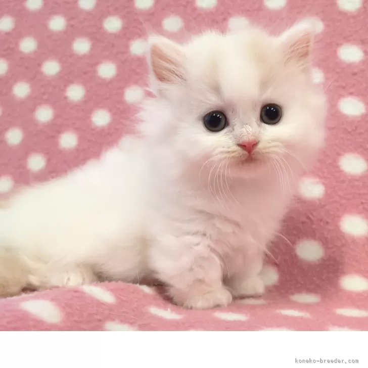 ミヌエット(短足)【愛知県・女の子・2025年9月19日・クリームホワイト】の写真1