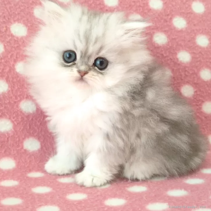 ID:2502-02084の子猫