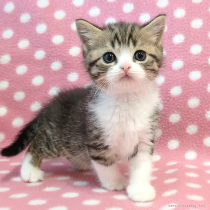 ID：2504-00017の子猫