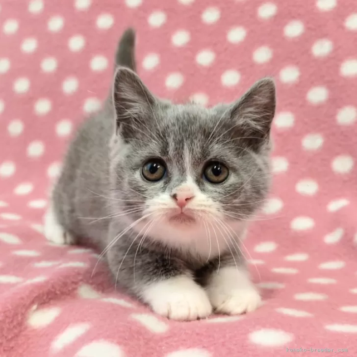 まっすー 様のお迎えした子猫