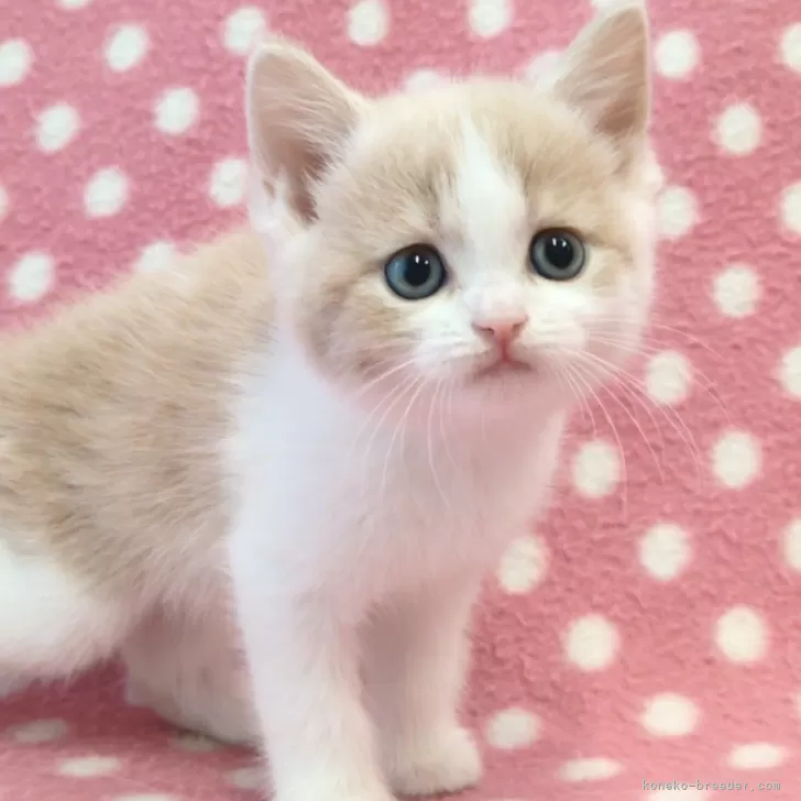 ID：2412-02472の子猫