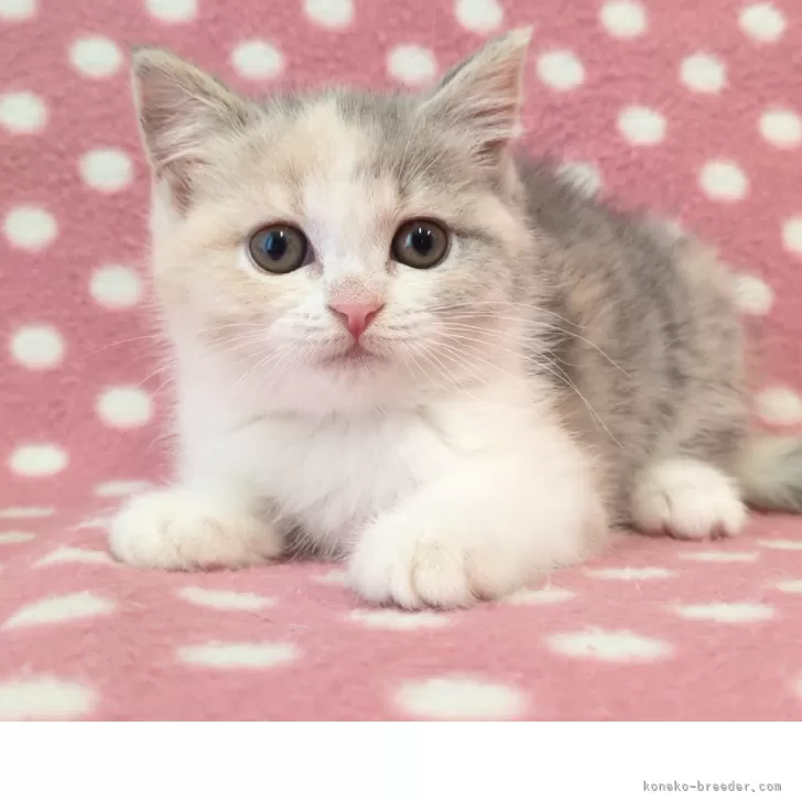 ID：2505-03610の子猫