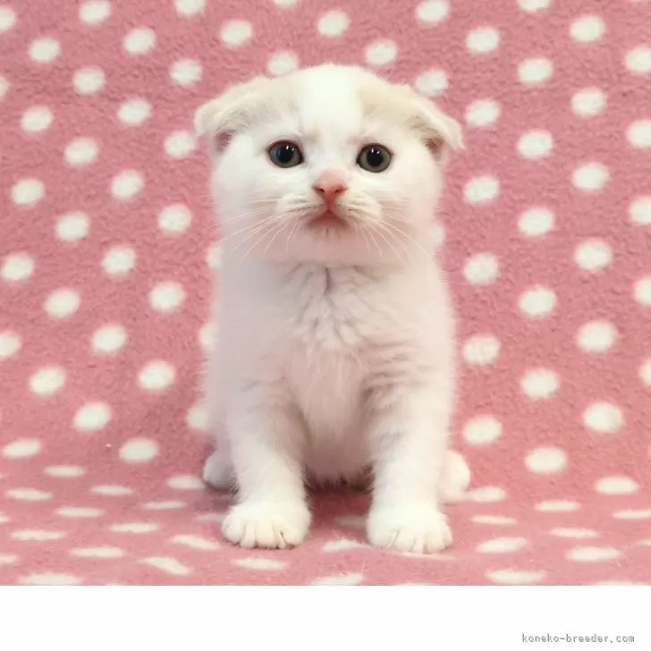 ID:2505-00120の子猫