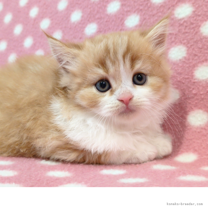 スコティッシュフォールド(立ち耳)【愛知県・男の子・2025年7月