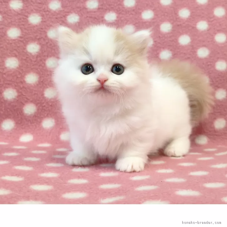ID:2505-00696の子猫